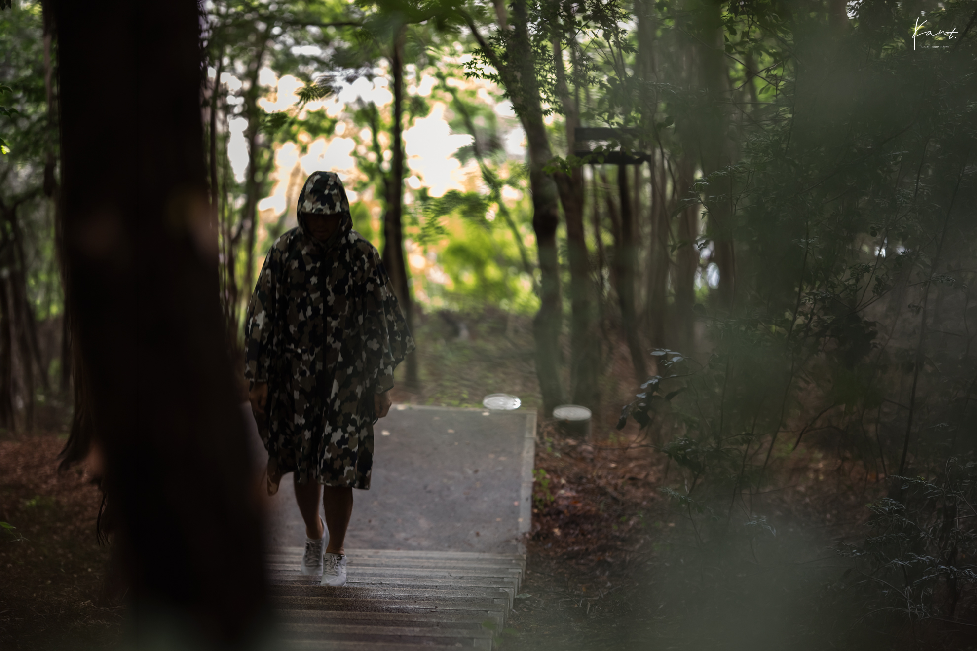 ทางเดินกลางป่าสนยามหมอกลงที่ HOSHINOYA Fuji